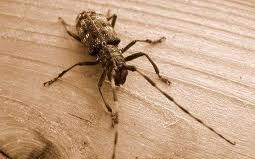 Longicorne Longicorne